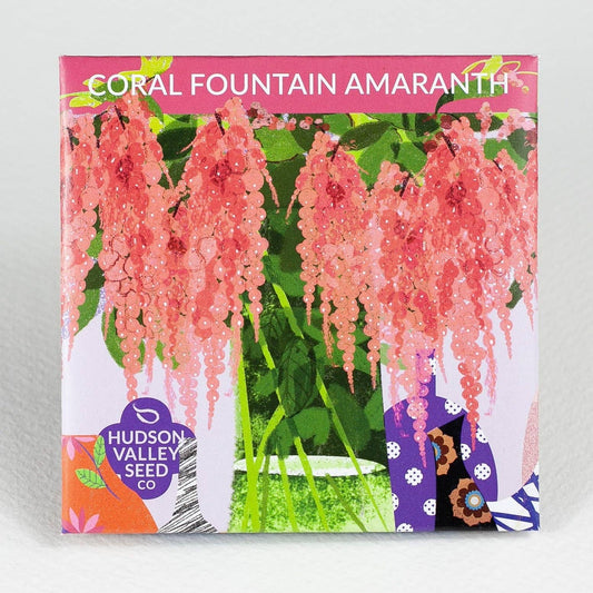 Coral Fountain Amaranth Flower