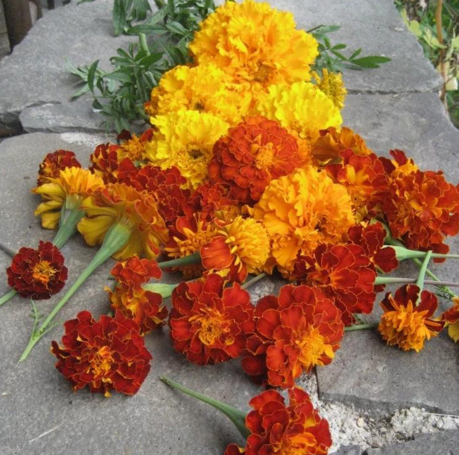 Marigold medley