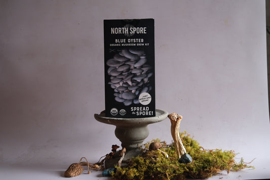 Grow your own mushrooms: Blue Oyster