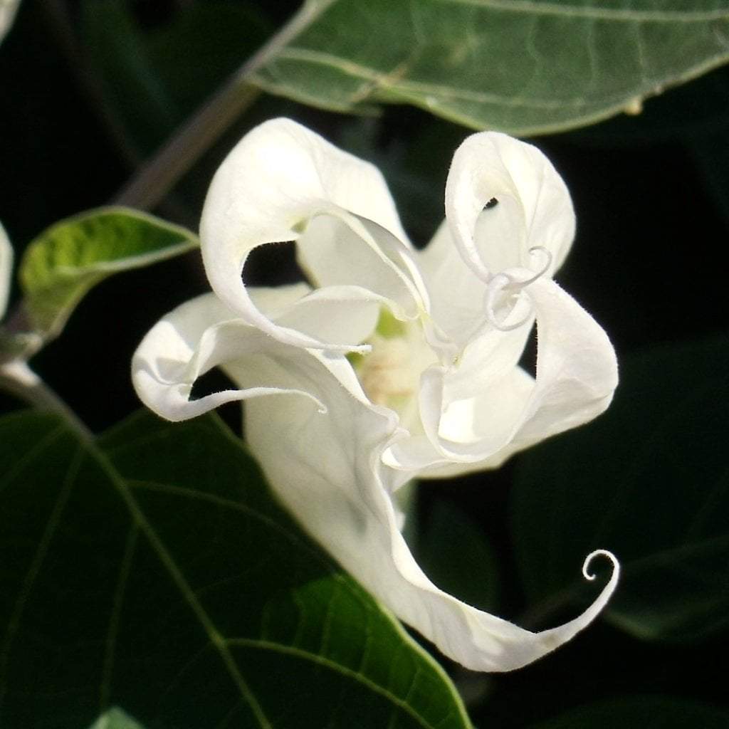 Moonflower Seeds