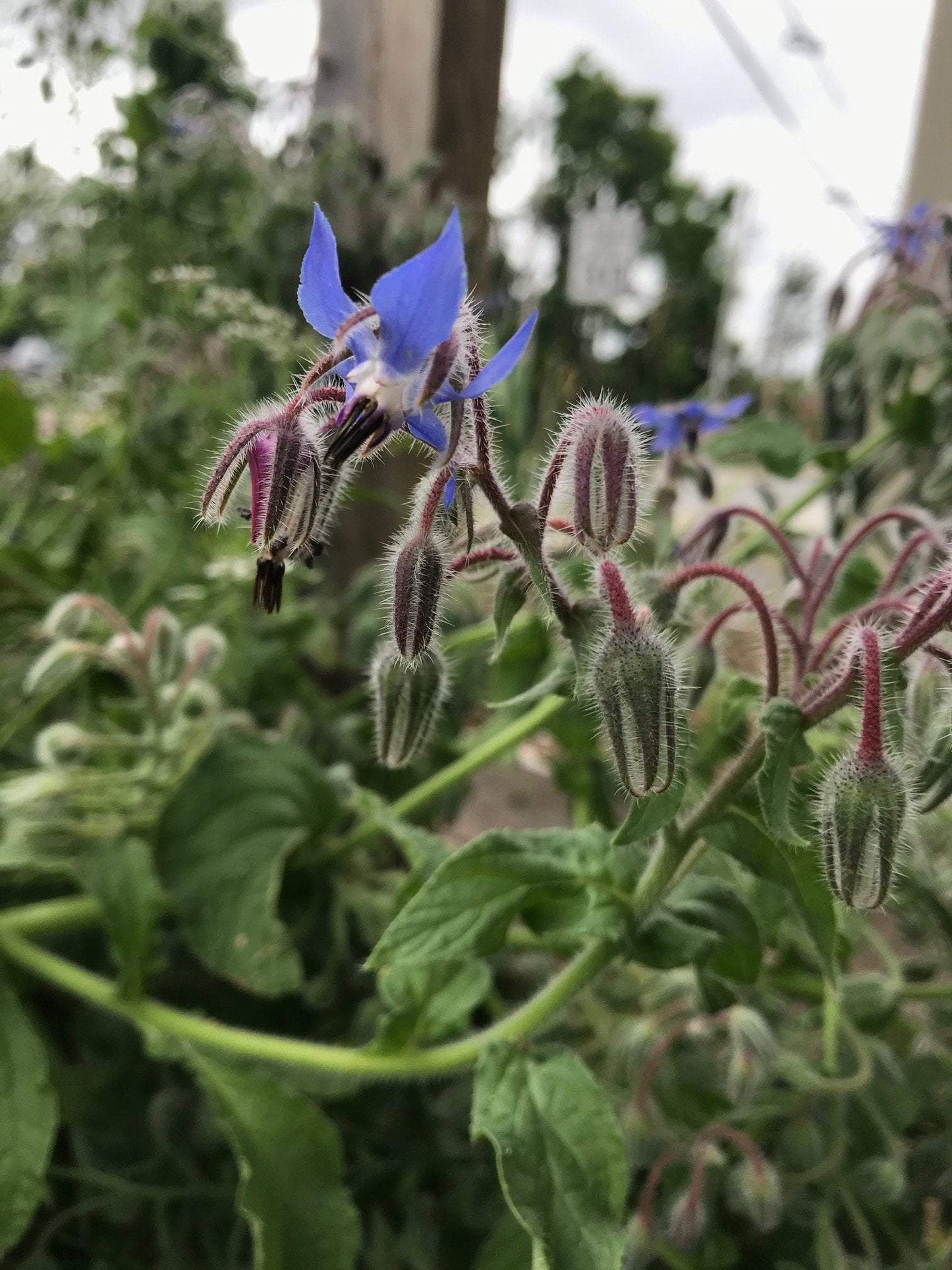 Borage Seeds