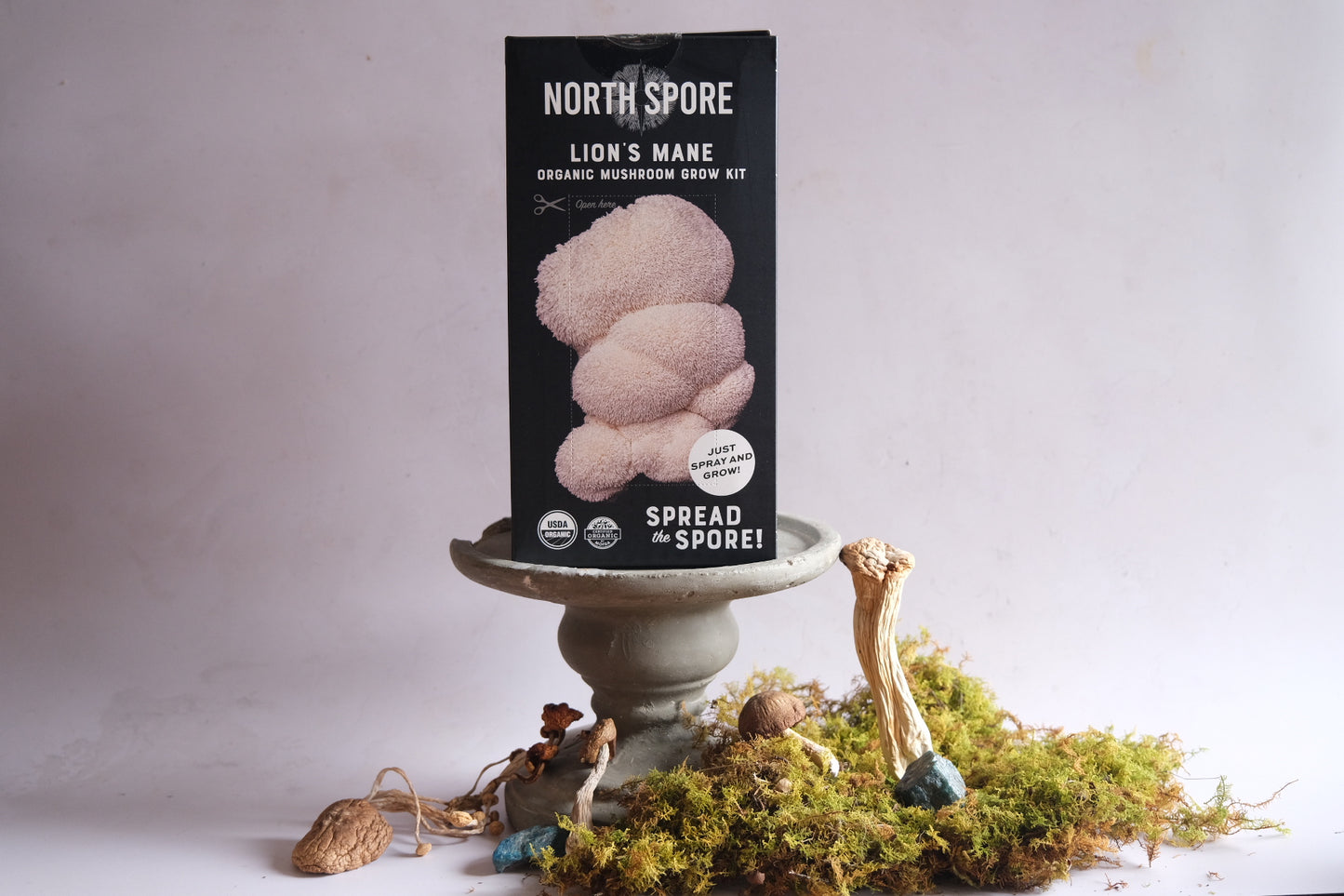 Grow your own mushrooms: lions mane