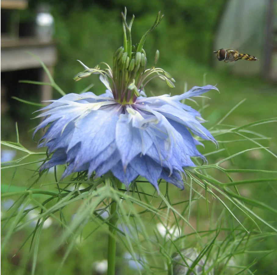 Love in a mist