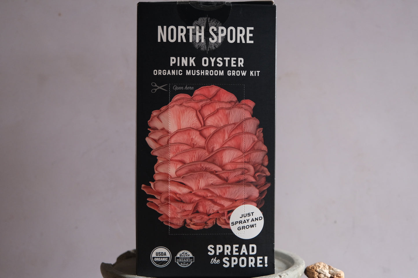 Grow your own mushrooms: pink oyster