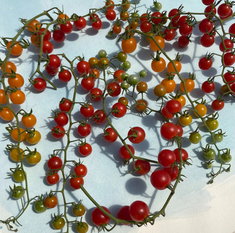 Sweet pea currant tomato