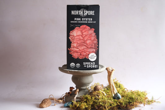 Grow your own mushrooms: pink oyster