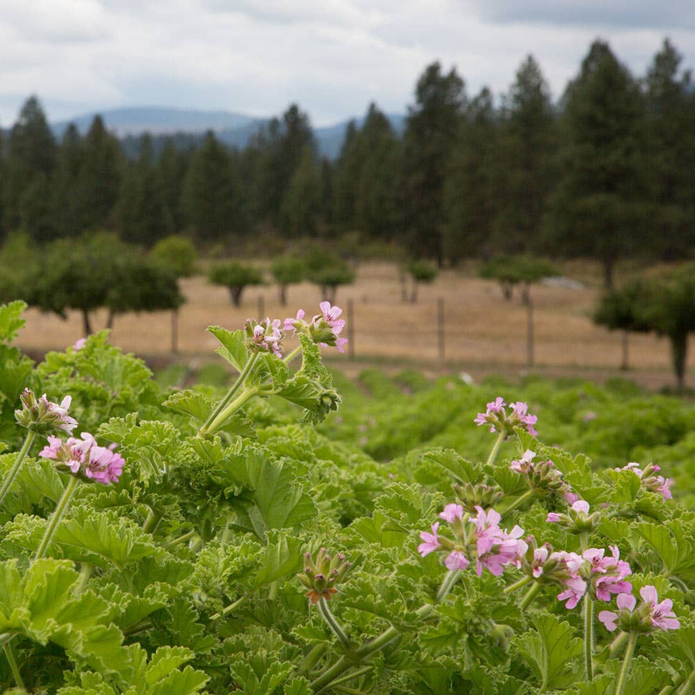 Rose Geranium HydroSoul