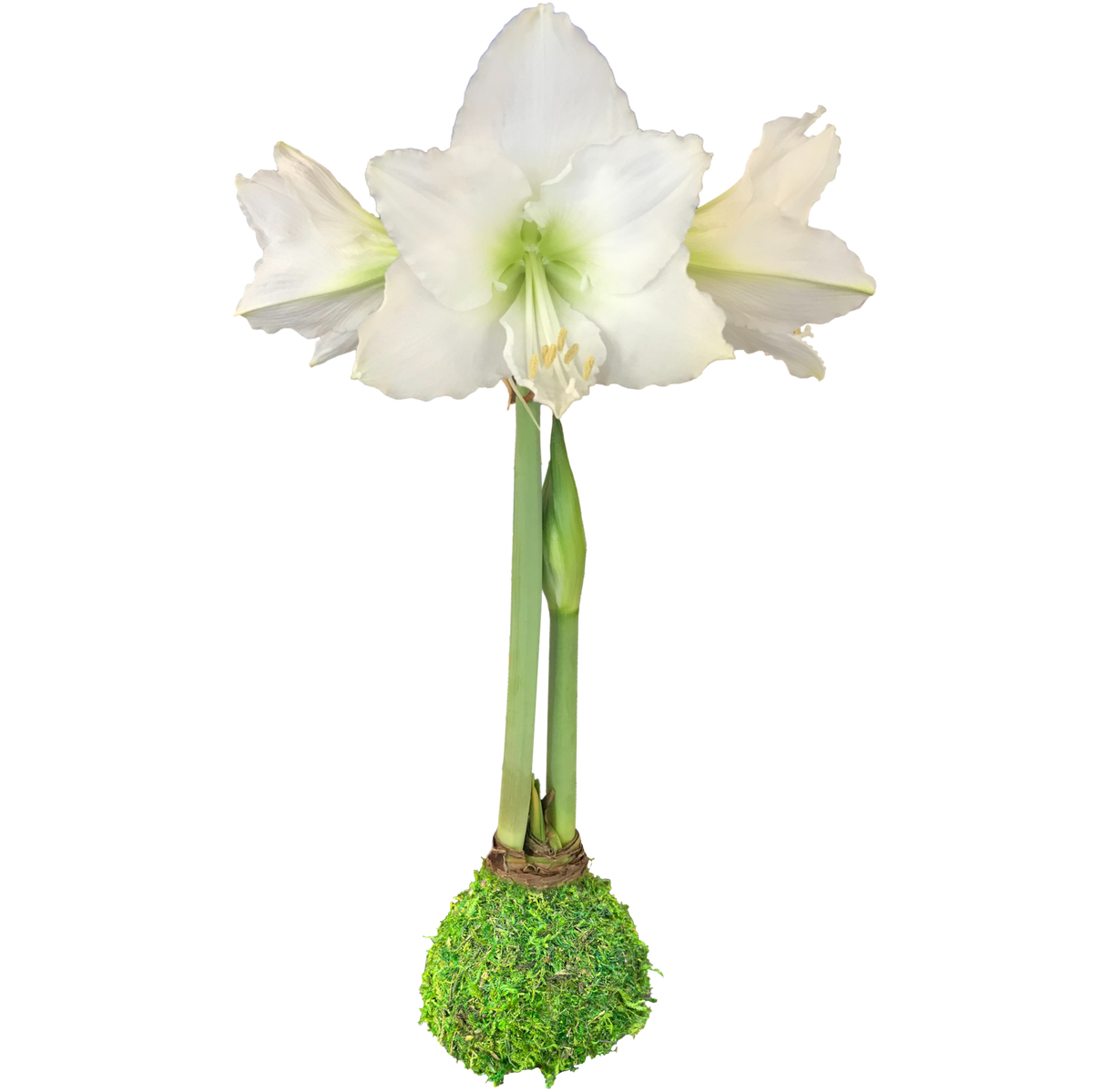 White Flower Waxed Amaryllis Moss Base