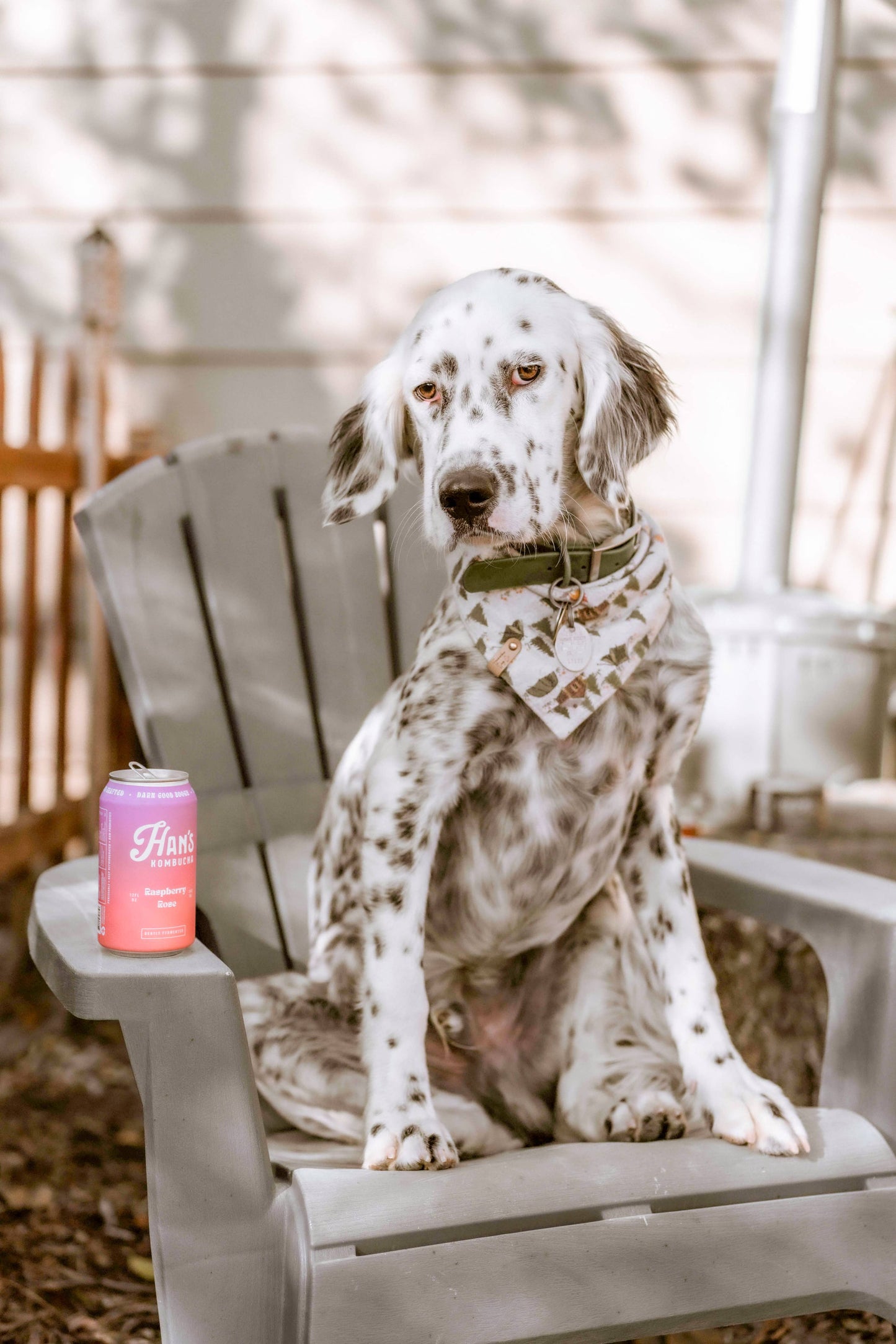 Raspberry Rose Kombucha
