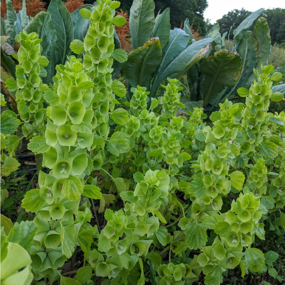 Bells of Ireland