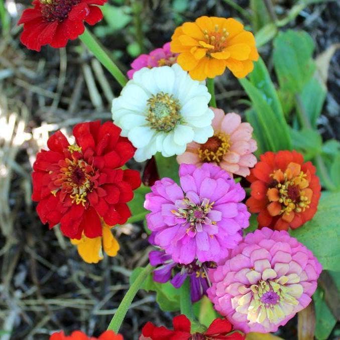 Zinnia Seeds - Thumbelina Mix