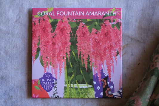 Coral fountain amaranth