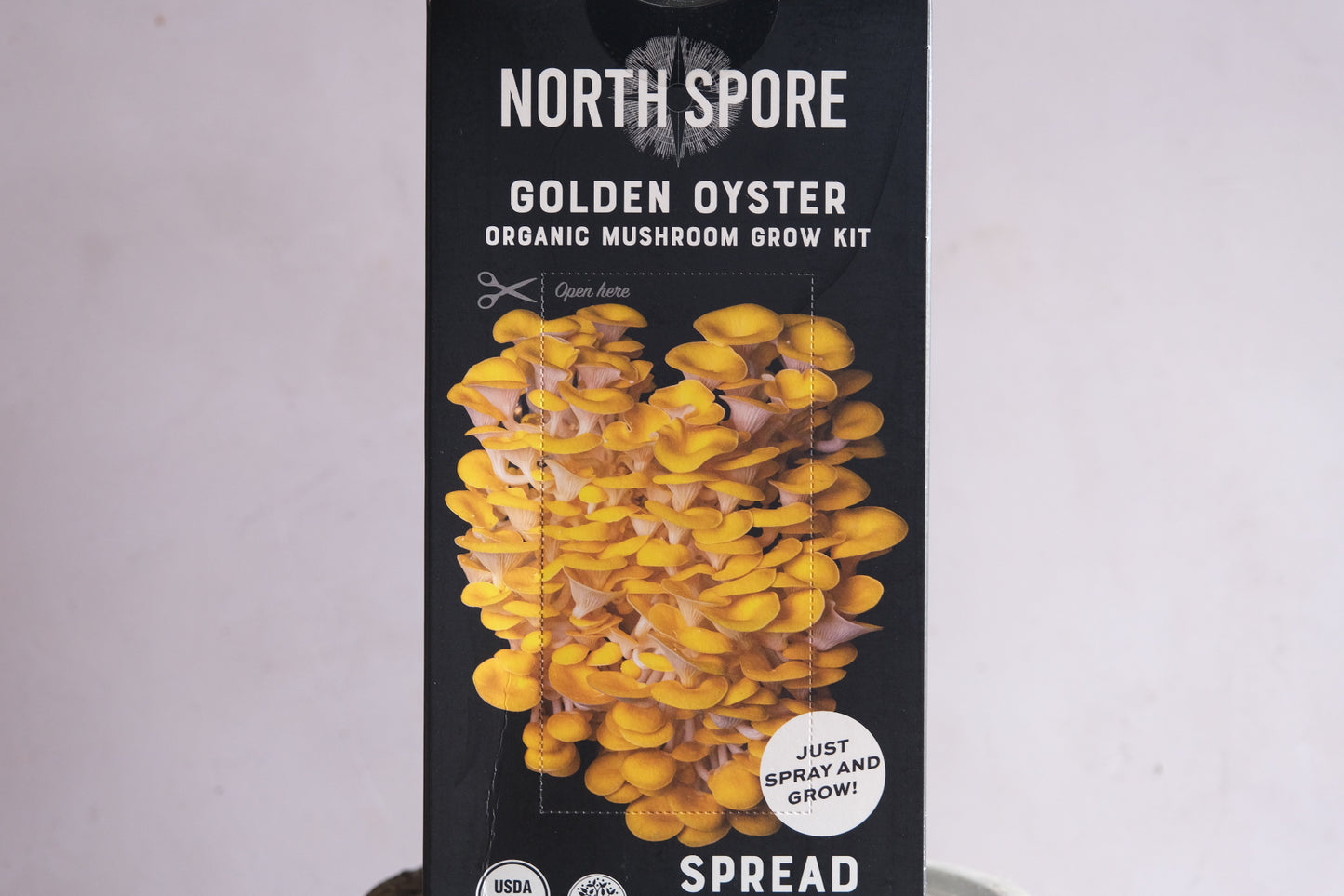 Grow your own mushrooms: Golden Oysters.