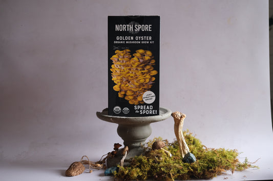 Grow your own mushrooms: Golden Oysters.