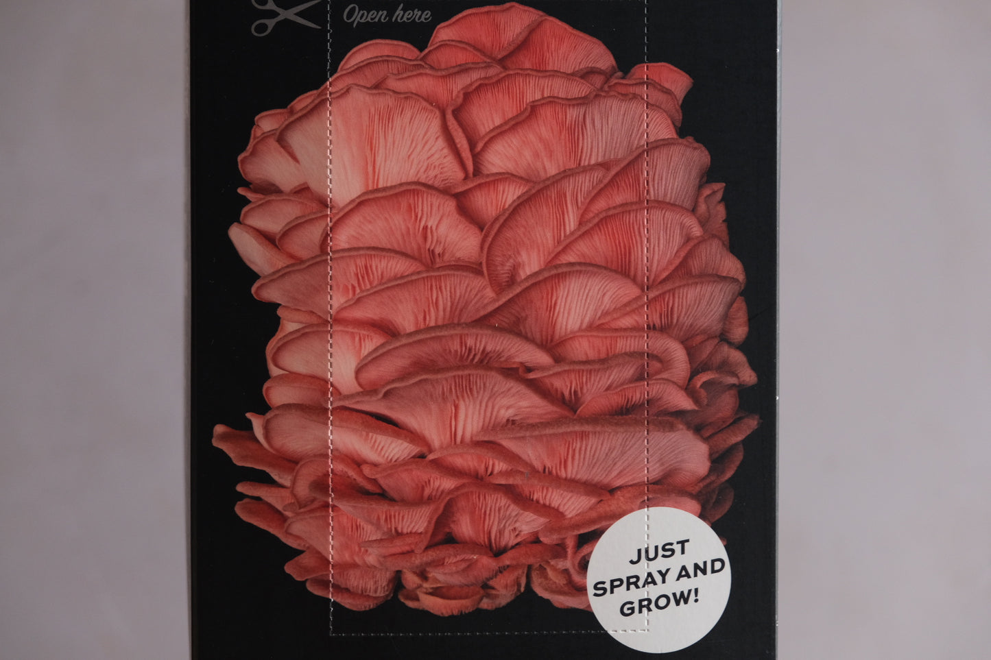 Grow your own mushrooms: pink oyster