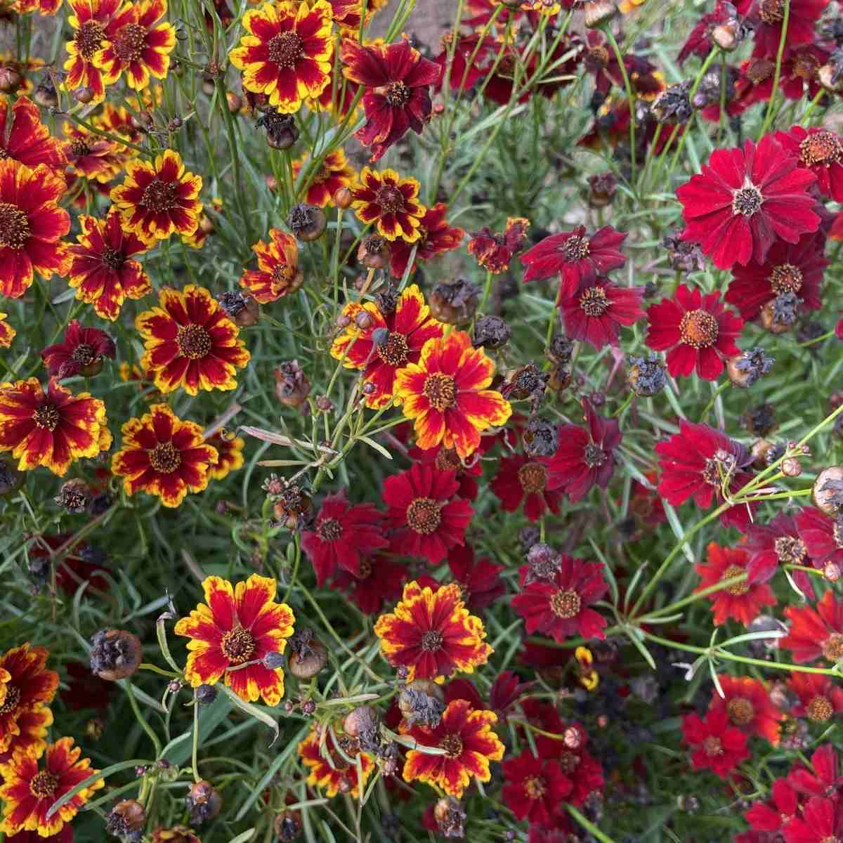 Dyer's Coreopsis