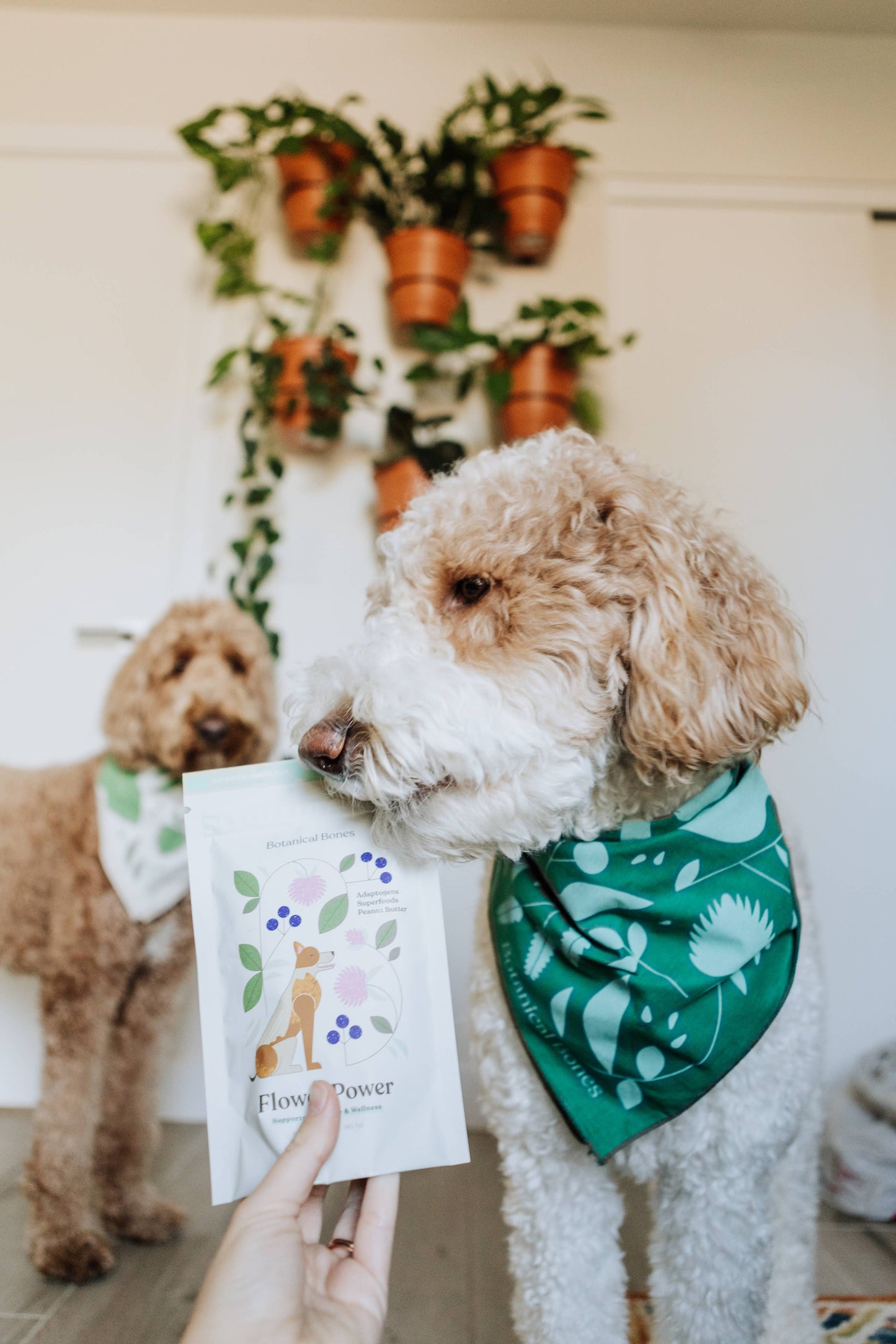Flower Power Cookies - All Natural, Organic Dog Treats,