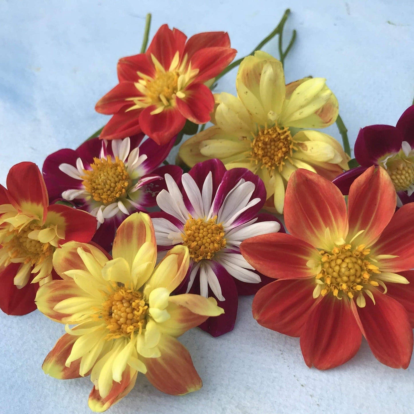Dandy Collarette Dahlia Mix