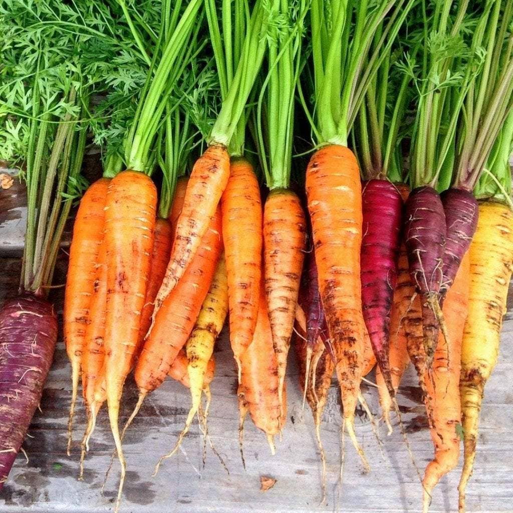Carrot Seeds - Rainbow Blend