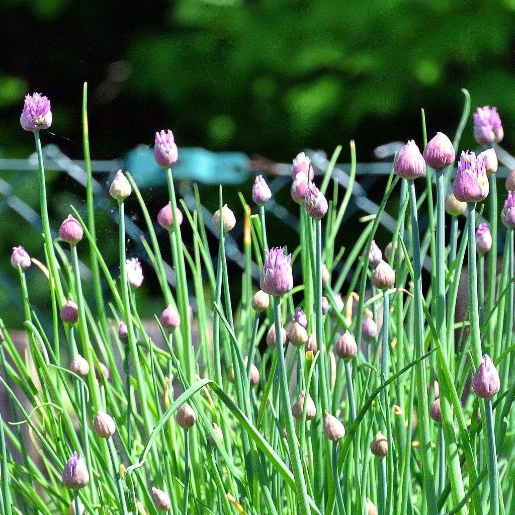 Chives Seeds