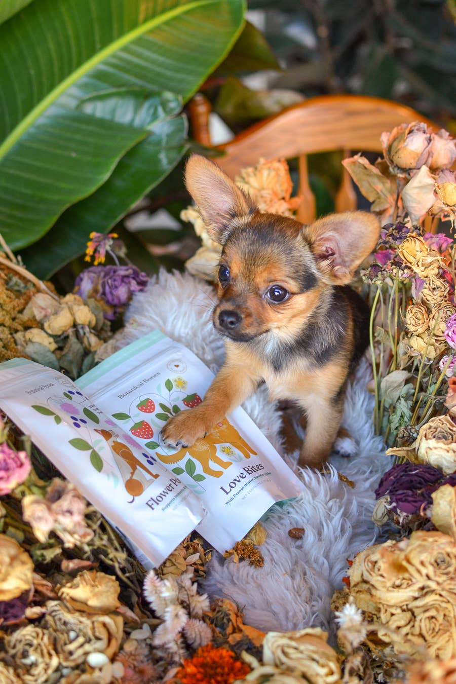 Love Bites - Training Treats | Organic | For All Dogs 💕