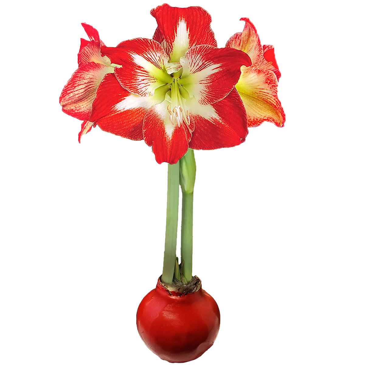 Minerva Waxed Amaryllis Solid Red Base 18 Bulbs/Case
