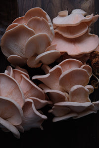 Growing pink oyster mushrooms from someone still learning