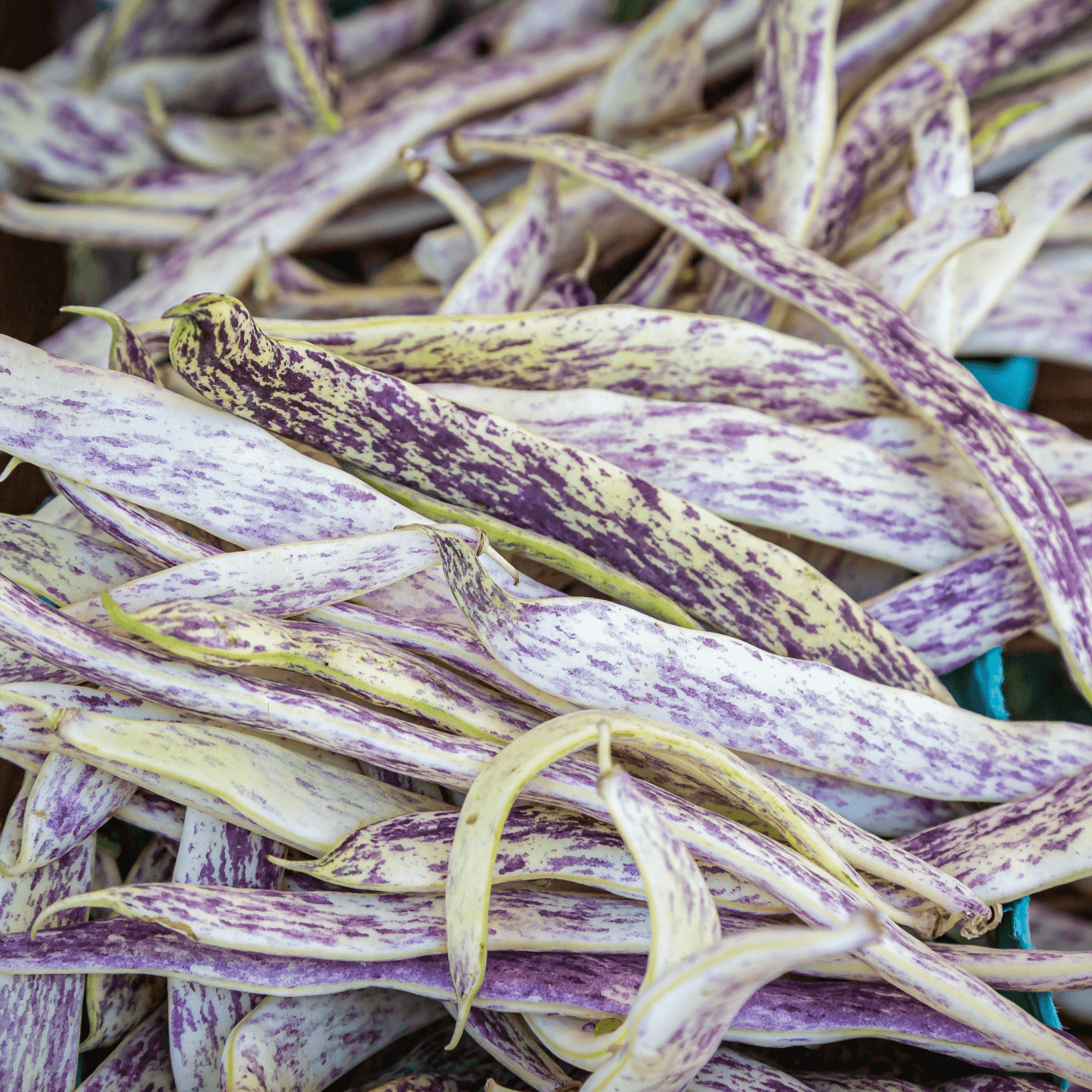 Dragon Tongue Bush Bean Tarot Garden + Gift Seed Packet