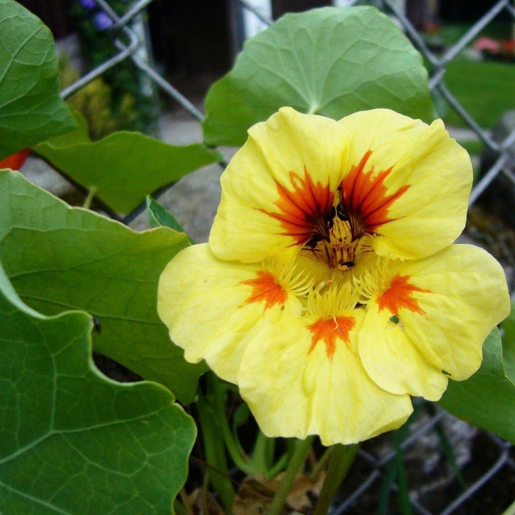 Nasturtium Seeds - Peach Melba Dwarf