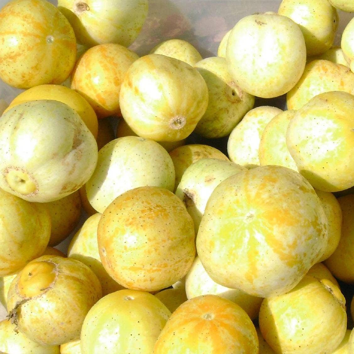 Specialty Cucumber Seeds - Lemon