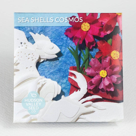 Sea Shells Cosmos