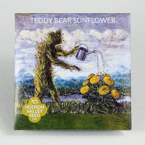 Teddy Bear Sunflower