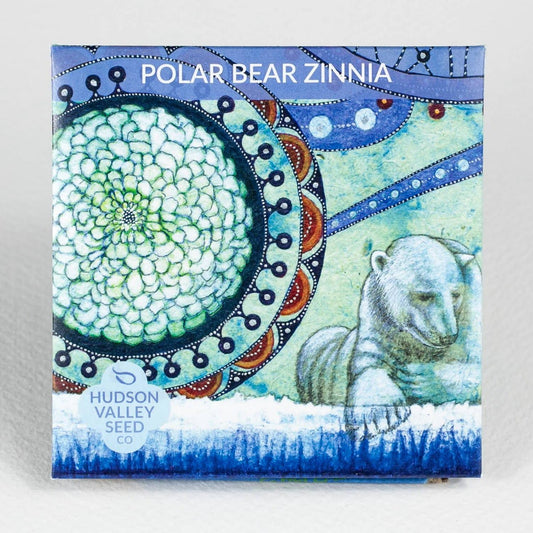 Polar Bear Zinnia