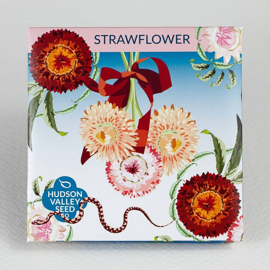 Strawflower