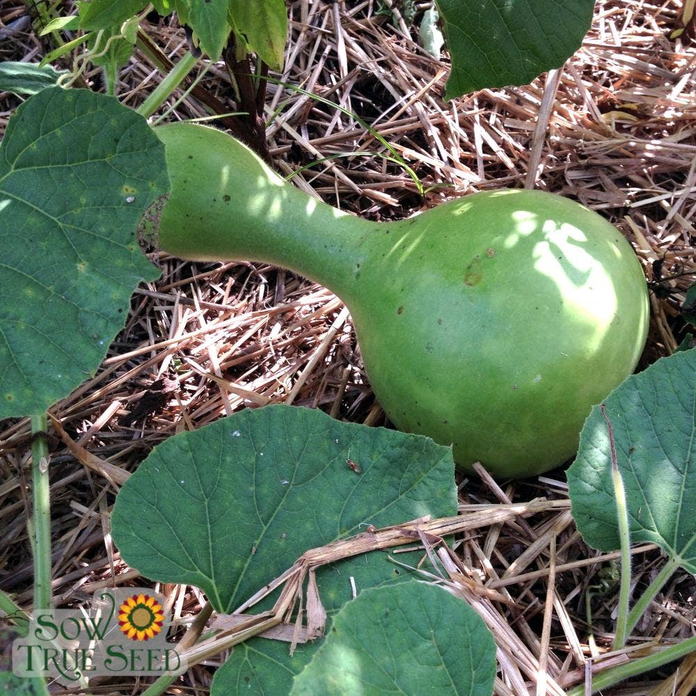 Gourd Seeds - Birdhouse Bottle