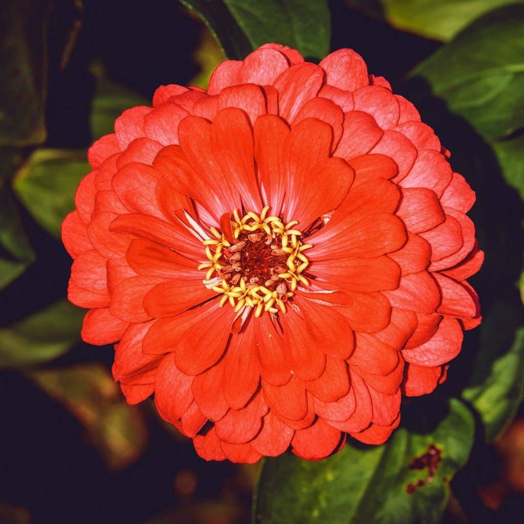 Zinnia Seeds - Cherry Queen