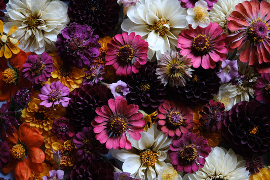 Dry your own flowers workshop 2/17