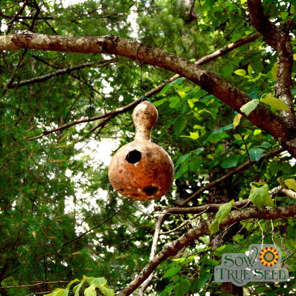 Gourd Seeds - Birdhouse Bottle