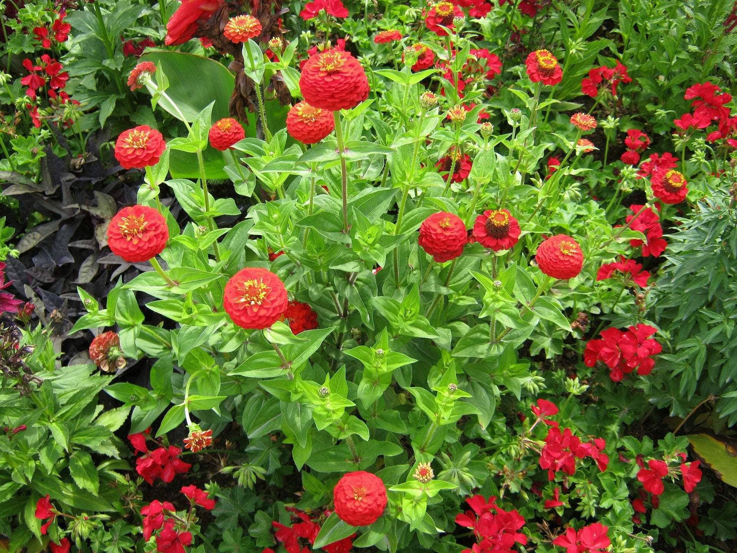 Zinnia Seeds - Cherry Queen