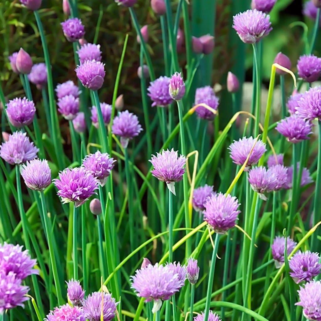Chives Seeds