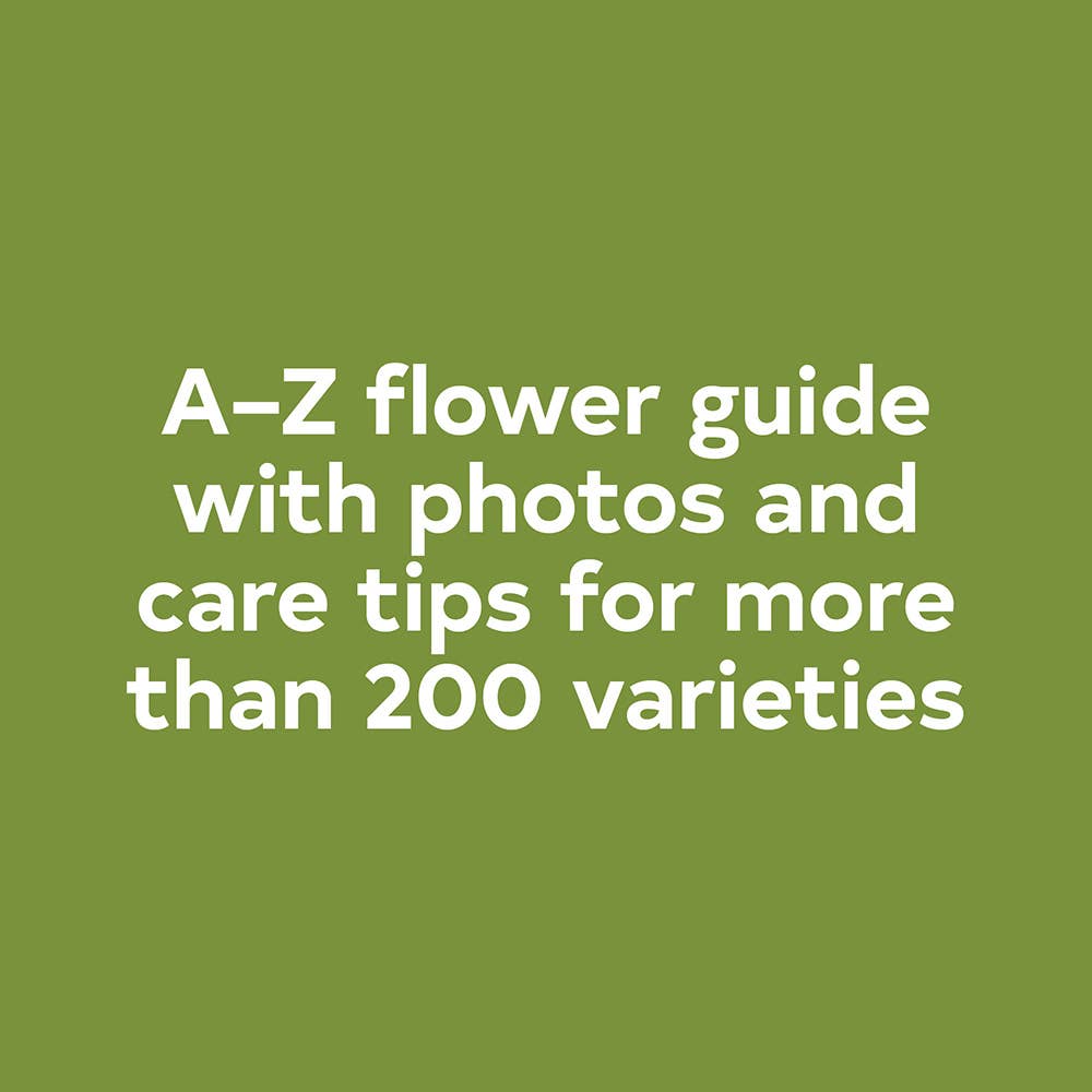 Floret Farm's A Year in Flowers