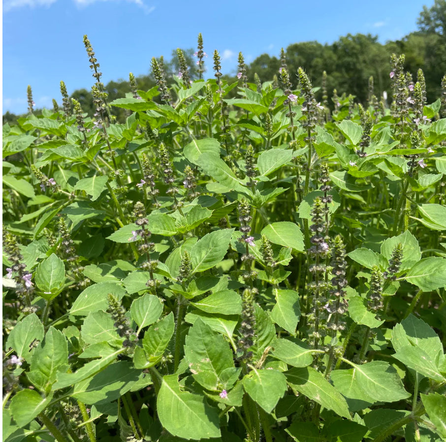 Sacred basil