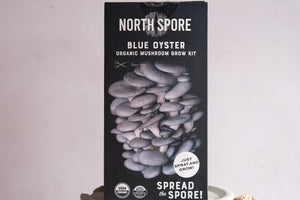 Grow your own mushrooms: Blue Oysters