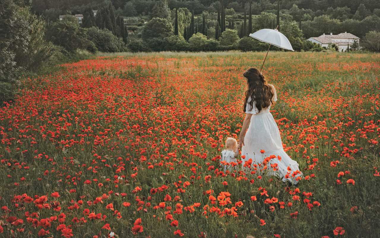 Flowers of Provence by Jamie Beck