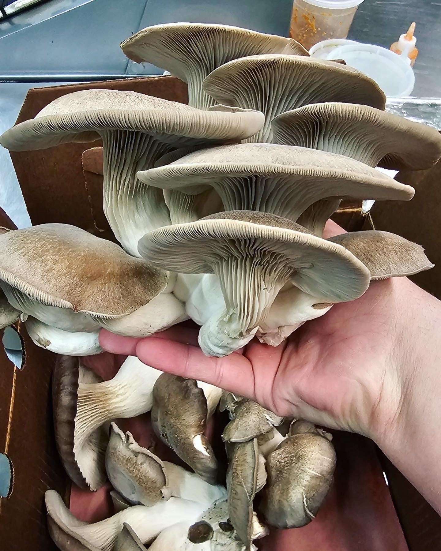 Forage and fruit dinner with Shannon Mcsorley