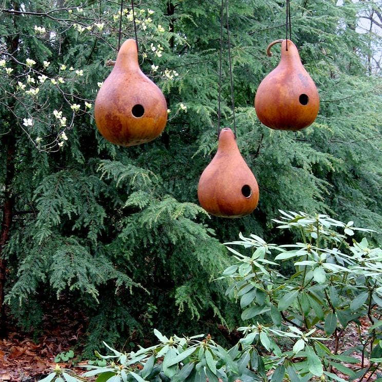 Gourd Seeds - Birdhouse Bottle