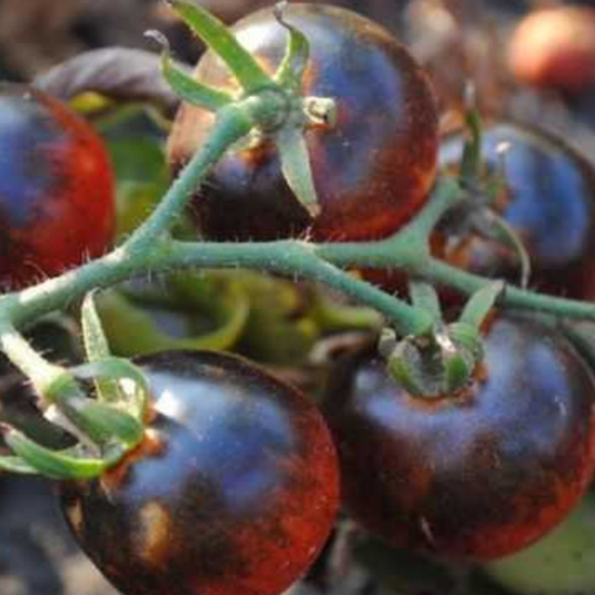 Blueberries Cherry Tomato Tarot Garden + Gift Seed Packet