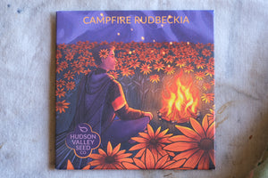 Campfire rudbeckia