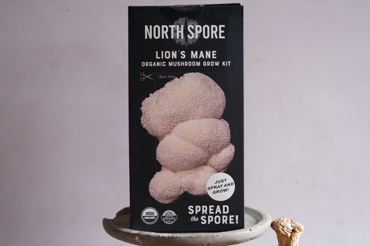 Grow your own mushrooms: lions mane