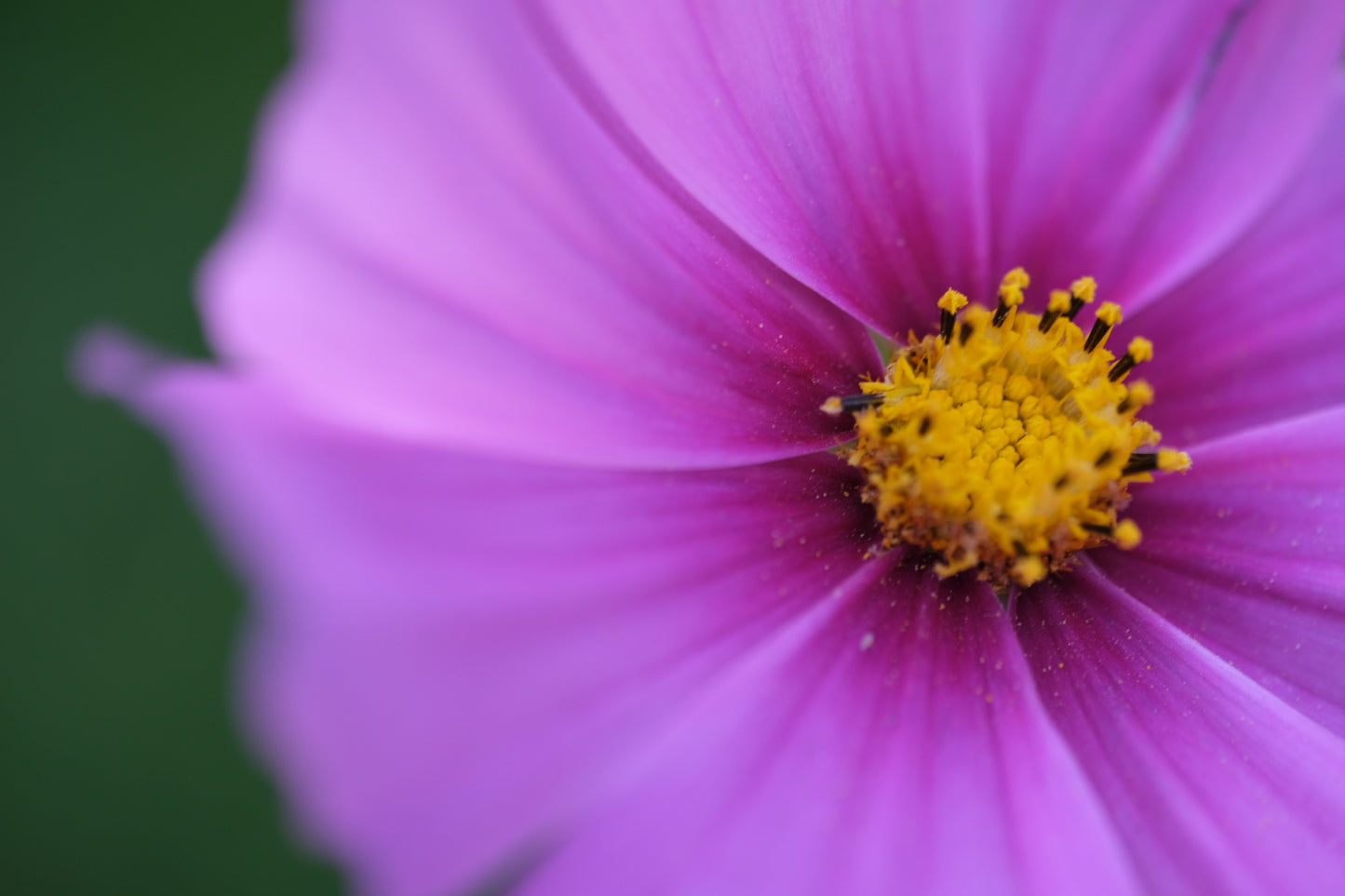 Dry your own flowers workshop 2/17